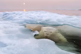 Loạt ảnh tuyệt đẹp đoạt giải cuộc thi ảnh National Geographic 2013