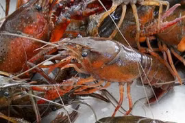 Gallery - Tôm hùm đất - Crawfish - image 2