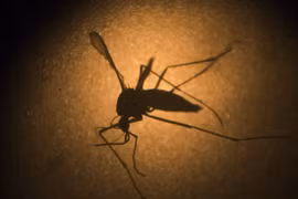 Gallery - Virus Zika Ăn Não Người Ở Việt Nam - image 12