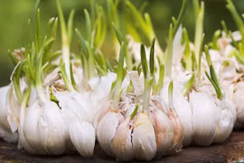 Bất ngờ tác dụng thần kỳ của tỏi mọc mầm
