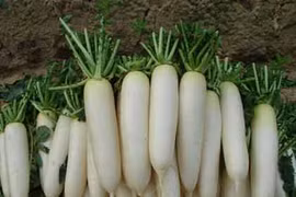 Thực phẩm phục hồi cực tốt cho bệnh ung thư vú 