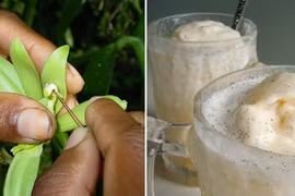 Gia vị vani cực kỳ đắt đỏ được trồng thế nào