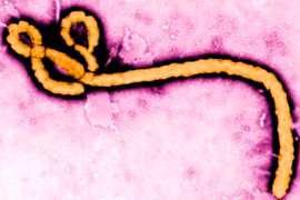 Gallery - Đại dịch Ebola - image 10