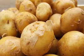 Hình ảnh thu hoạch khoai tây “đại gia” 15 triệu/kg