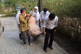 Phát hiện thêm ổ dịch tả lợn Châu Phi mới tại Thừa Thiên - Huế
