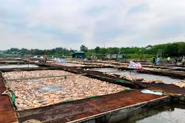 Thiệt hại gần 1000 tấn cá lồng, người dân được hỗ trợ thế nào?