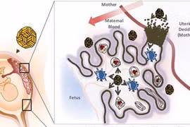 Gallery - Virus Zika Ăn Não Người Ở Việt Nam - image 7