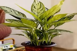Những loại cây cảnh là “điều hòa” số 1 cho dân văn phòng