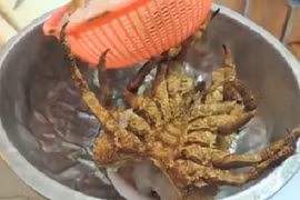 Kinh hãi tôm hùm bị chặt đầu vẫn ngọ nguậy trên đĩa