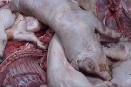 Thâm nhập lò giết mổ heo bệnh, heo chết, bốc mùi nồng nặc