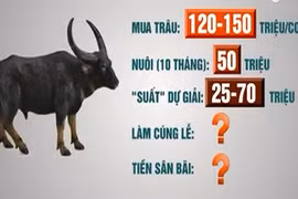 Gallery - Chọi Trâu Hải Phòng 2017 - image 6