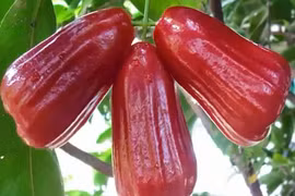 Những công dụng của quả roi có thể bạn chưa biết