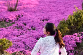 Mùa hoa đỗ quyên đó ta từng bên nhau