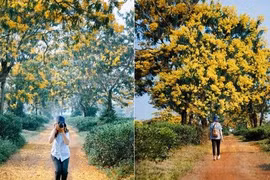 Ngỡ như lạc lối ở "xứ Hàn" khi mùa hoa muồng nở vàng trời Gia Lai