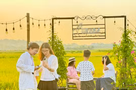Quán cà phê giữa cánh đồng lúa chín vàng thu hút giới trẻ