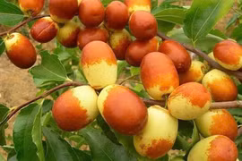 Loại quả giòn ngọt, “đại bổ”, giúp dưỡng gan, tốt cho tim mạch