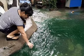 Giải mã nguyên nhân nước ngập chuyển màu xanh ở Hà Nội
