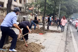 Hà Nội lại thay loạt cây mỡ mới trồng đã chết khô