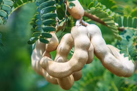 Loại quả vị chua, giàu vitamin C, tốt cho não bộ 