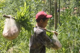 Cha con “người rừng” đi trồng rừng