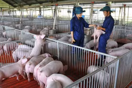 Dabaco ước đạt doanh thu trên 25.000 tỷ đồng năm 2024