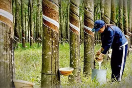 Cao su Phước Hòa (PHR) đặt mục tiêu 2025 lãi giảm phân nửa