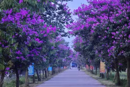 Con đường bằng lăng tím thơ mộng ở Lý Nhân, Hà Nam