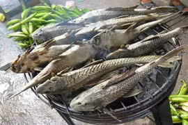  Loài cá hình dáng gây khiếp sợ nhưng cực thơm ngon, bổ dưỡng