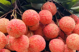 Thương nhân Trung Quốc mua gom vải thiều giá cao