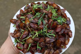 Loài côn trùng mùi hôi ám ảnh, chế biến thành món ngon