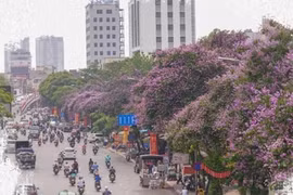 Những địa điểm tuyệt đẹp ở Hà Nội mùa hoa bằng lăng 