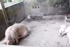 Lạ lùng ngôi chùa nuôi heo thành tinh báo oán ở VN