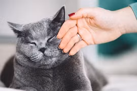 Cách vuốt ve mèo đúng cách chưa chắc ai cũng biết