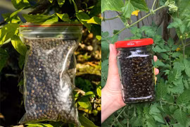 Loại quả dại giống hạt tiêu trước không ai ngó nay bán 300.000đ/kg