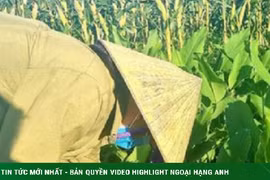 Đầu tư chế biến tinh bột nghệ, lão nông ở Nghệ An thu về 4 tỷ 