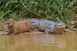 Tại sao Capybara có thể chung sống hòa thuận cùng cá sấu?