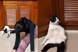 Không nhịn nổi cười với chú mèo đam mê tập yoga cùng chủ