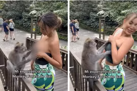 Du khách bị khỉ kéo áo, xé hộ chiếu ngay tại khu du lịch
