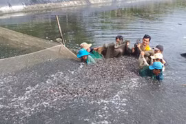 Loài tưởng bị tuyệt chủng ở Việt Nam, có người mang về ươm giống giàu to