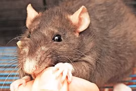 Hy hữu, bị chuột cắn, cô gái cắn chết chuột trả thù 
