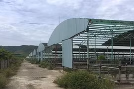 Trại chăn nuôi bò 5000 tỉ đồng lớn nhất miền Trung tan hoang sau 3 năm