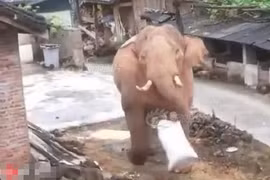 Voi khổng lồ ra uy, xông vào làng của người làm cướp