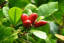 Thần kỳ loại quả có thể hóa cay đắng thành ngọt ngào