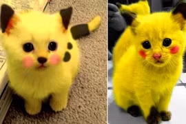 Gallery - Thế Giới Pokemon - image 7