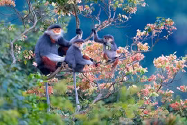 Gallery - Thiên Nhiên Việt Nam - image 8