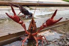Gallery - Tôm hùm đất - Crawfish - image 3