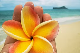 Tình... ban ơn