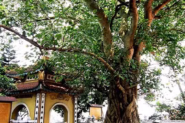 Những bí ẩn về bồ đề - cây thiêng trong Phật giáo