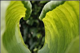 Hôn nhân rỗng