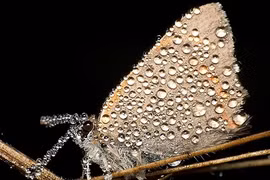 Hình ảnh lạ lẫm với côn trùng, macro và sương sớm